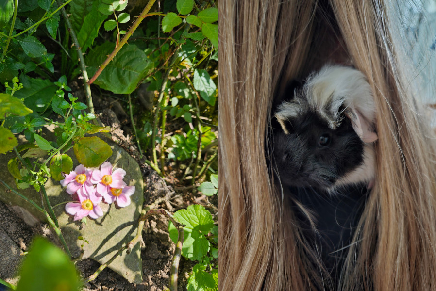 Meerschweinchen im Garten und auf der Schulter